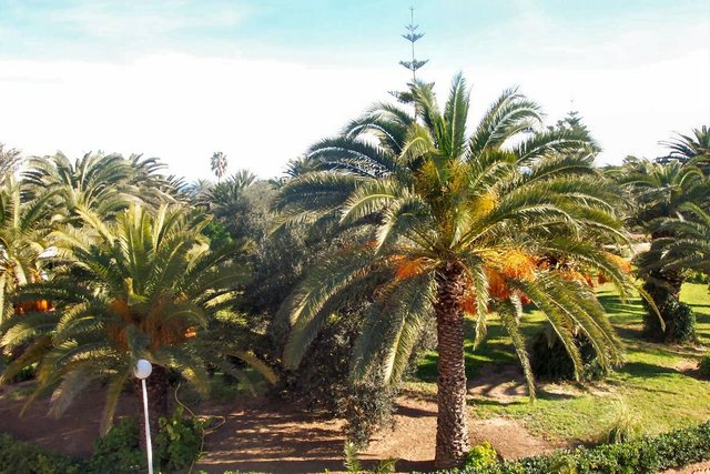 palm tree.JPG