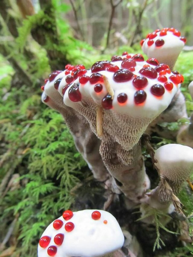 Wonderful Click of Mushrooms.jpg