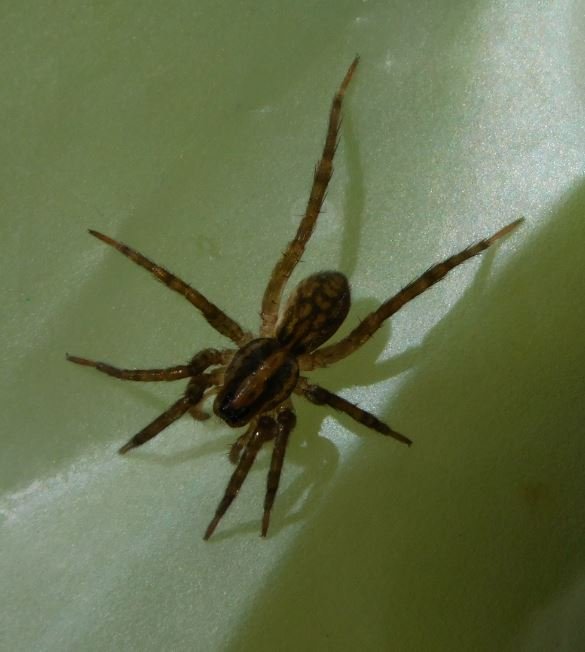 wolf spider.JPG