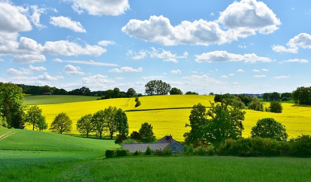 Field-Landscape-Agriculture-Nature-Oilseed-Rape-3369304.jpg