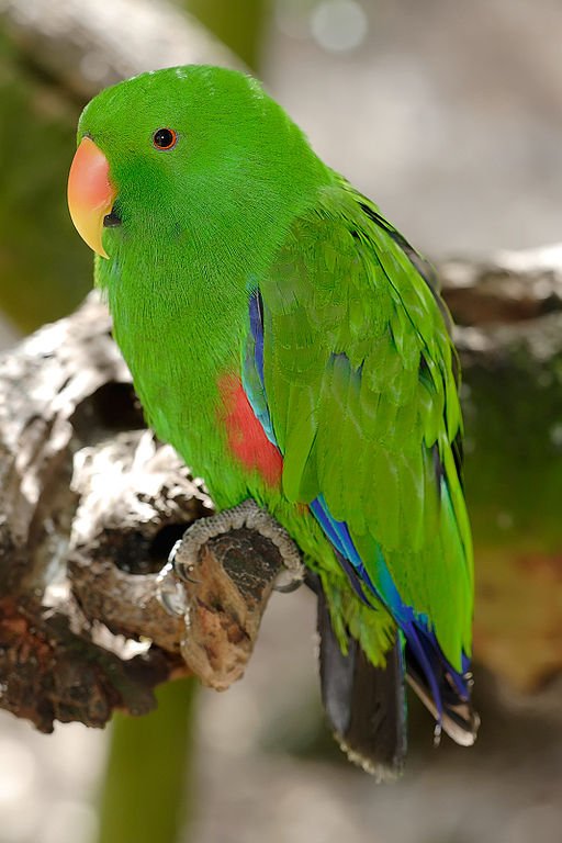 512px-Eclectus_Parrot_-_melbourne_zoo.jpg