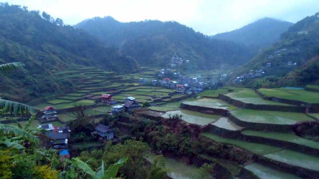 Barlig Rice Terraces.jpg