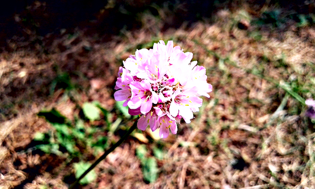 kwiatek 9 (2).png