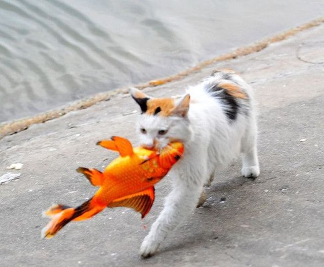 cat-catches-a-huge-goldfish-for-dinner-8.jpg