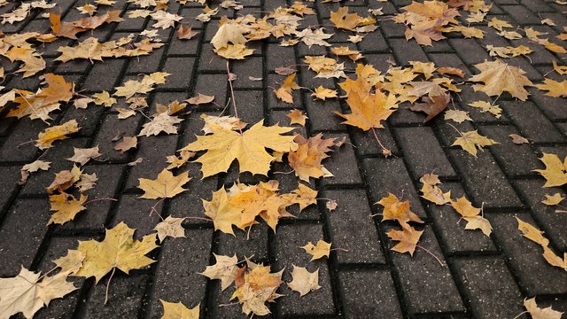 autumn-2371256_1920.jpg