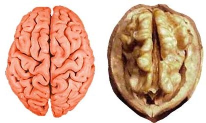 lobes of brain.jpg