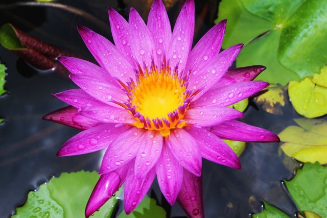 Purple Water Lily