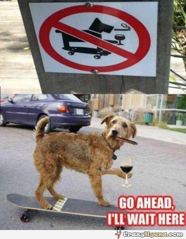 funniest-dog-signs-gallery-10-photos_5.jpg