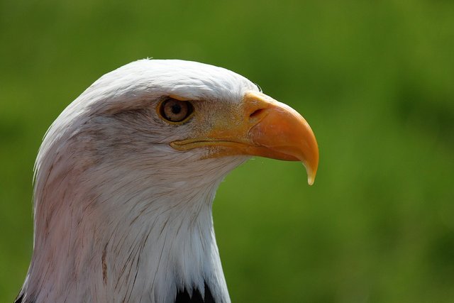 Leadership & 7 Highly Effective Habits of Eagles