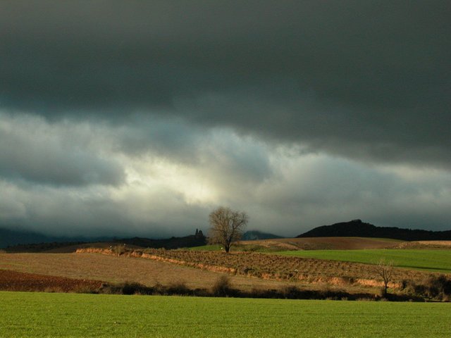 tree-and-cloudy-sky-in-norh-spain-1394281.jpg