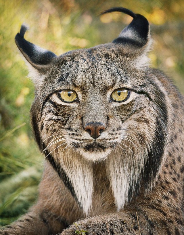 iberian-lynx-470x600@2x1942419444..jpg