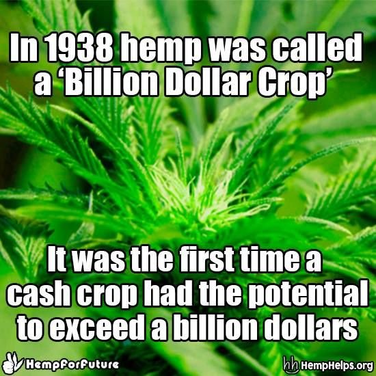 hemp billions.jpg