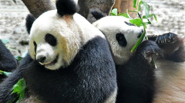 Pandas.jpg