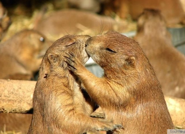 10 Cute Animal Couples That Will Make Your Day — Steemit