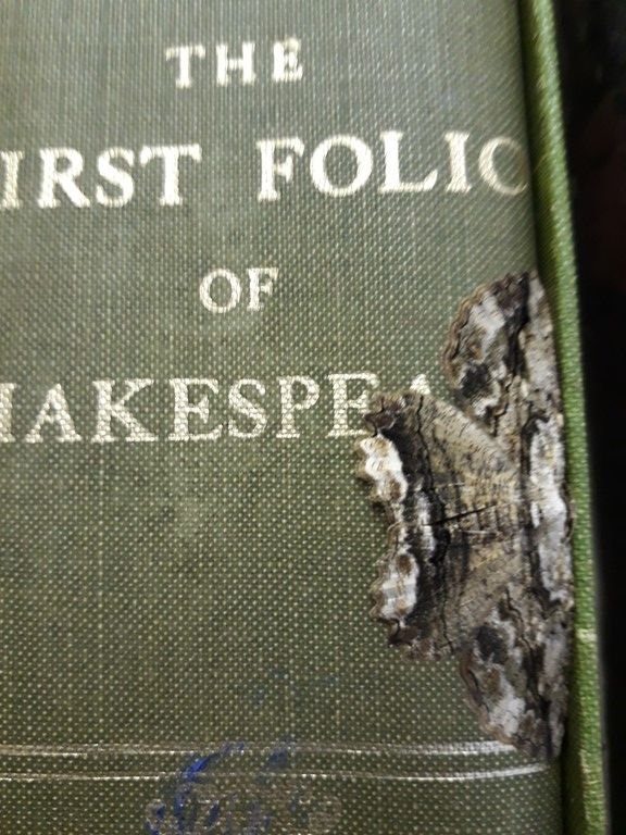 first folio.jpg