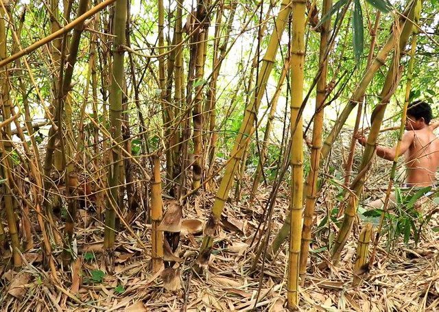 Berburu Ayam Hutan dengan Batu Runcing .jpg