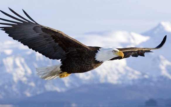 bald-eagle-wallpapers-flight.jpg