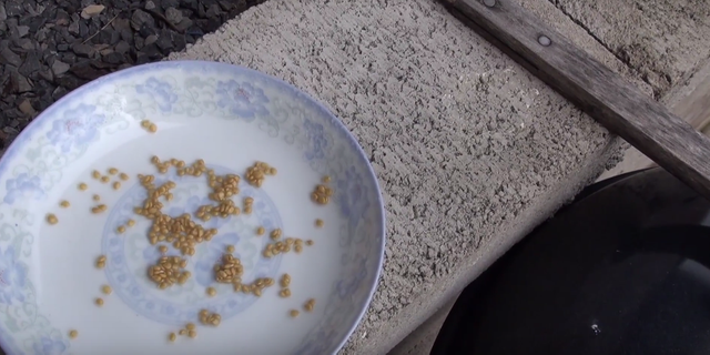 tomato seeds fermenting8.png