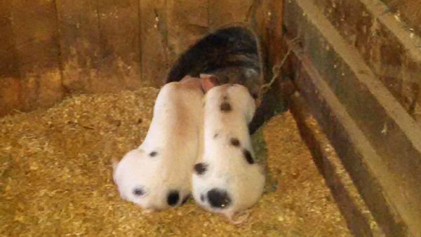 Piggies - how to save energy eating crop May 2016.jpg