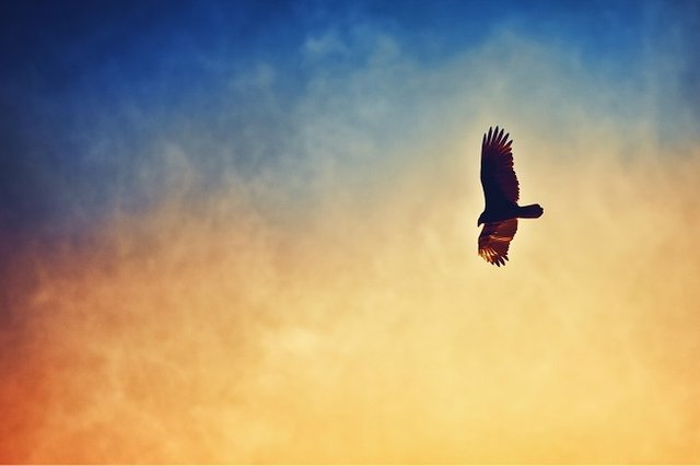 Eagle-flying-in-the-sunset-sky_1920x1080.jpg
