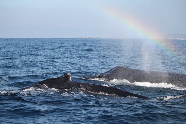 humpback mother and child.jpg