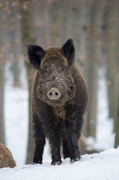 boar-3240210_1920.jpg