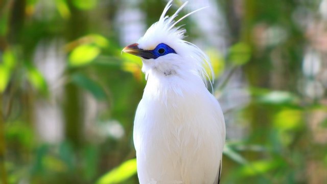 beautiful-bird.jpg