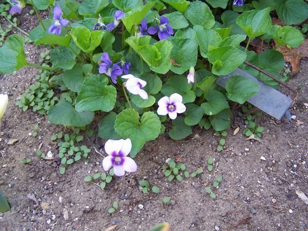 Bulkhead - Sylvia violet crop May 2018.jpg