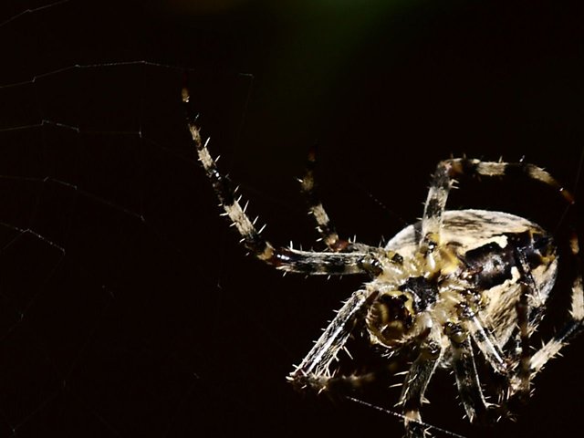 16069498124 - garden spider rebuilding her web.jpg