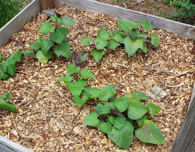 molokai_purple_sweetpotato4.jpg