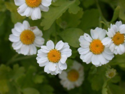 feverfew1-400x300.jpg