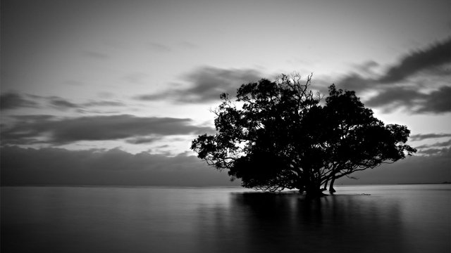 Tree-Black-and-White-Wallpaper-Collections.jpg