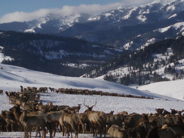 ElkFeedgrounds.JPG