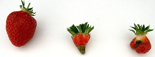 Strawberries.jpg