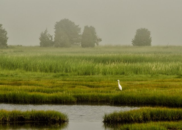 Snowy Egret On Marsh.jpg