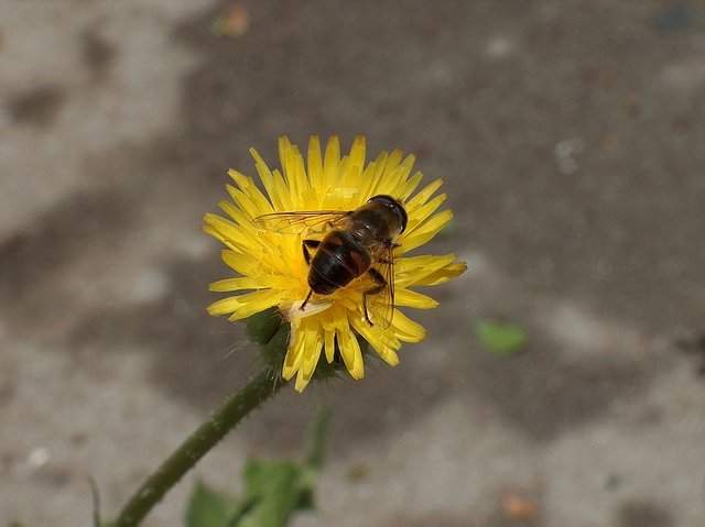 AHPIM4034 r.jpg