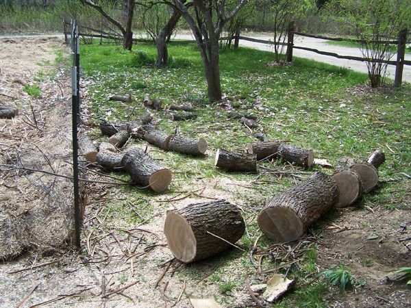 Tree trimming - catalpa logs crop May 2018.jpg