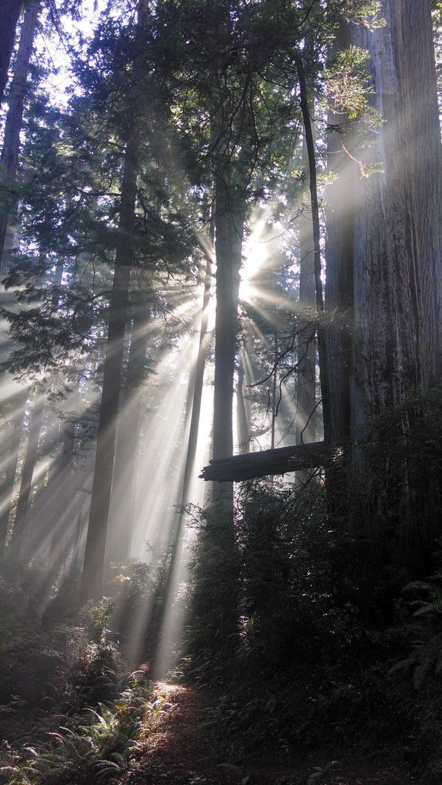 Redwoods76.jpg