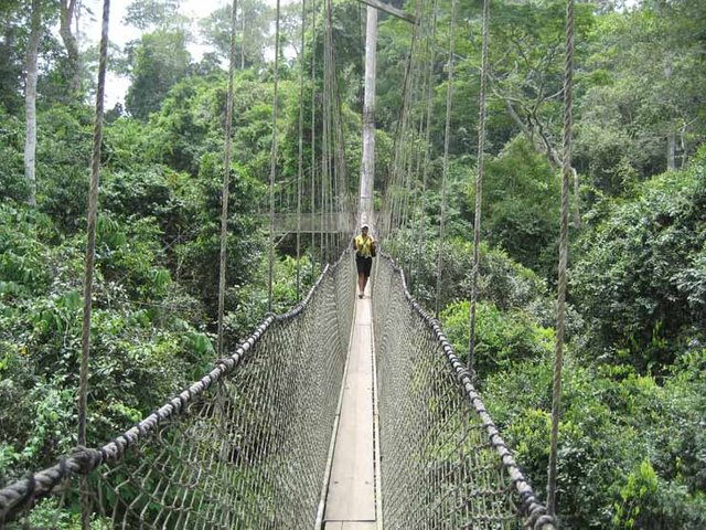 14.-Canopy-Walk-Ghana..jpg