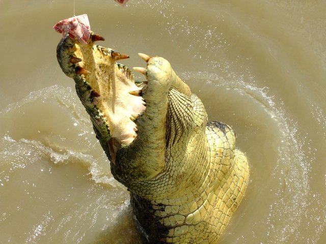 crocodile-1214750_960_720.jpg