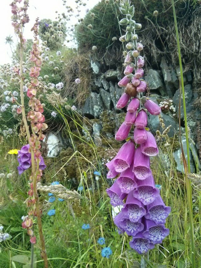 indigo foxgloves slate wall.jpg