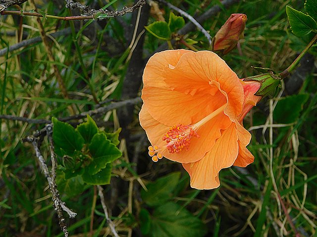 flowers of paradise, nature, photography by jeronimo rubio, all rights reserved, 2018 (188).JPG