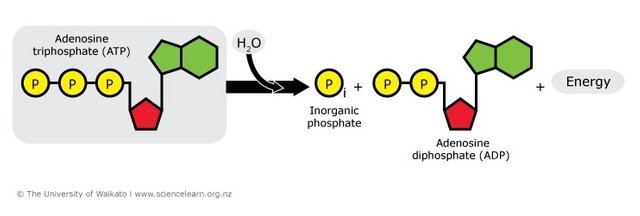 ATP to ADP.jpg