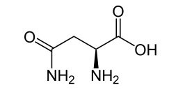 Asparagine.jpg