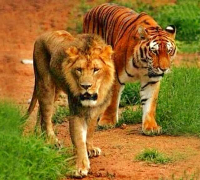 lion-vs-tiger-speed.jpg