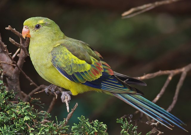 regent parrot wikipedia.jpg