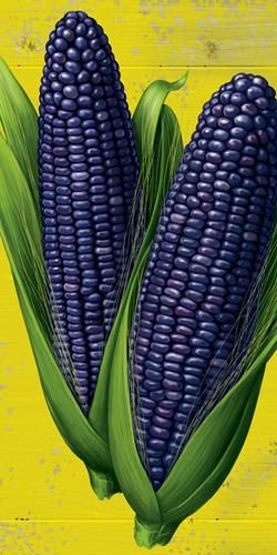 Blue Corn.jpg