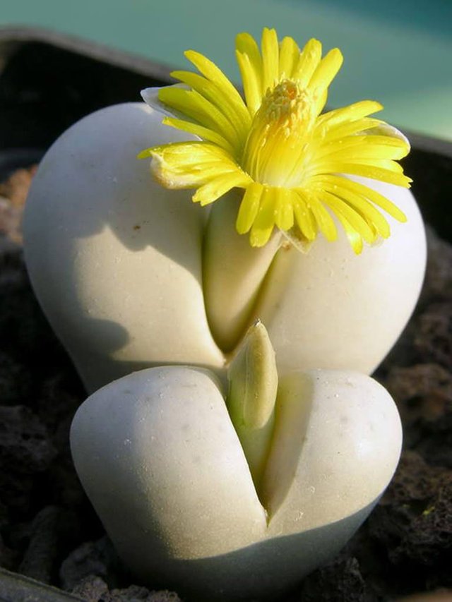 Lithops-ruschiorum-subsp.-nelii1.jpg