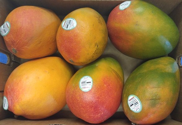 fresh mangos.jpg