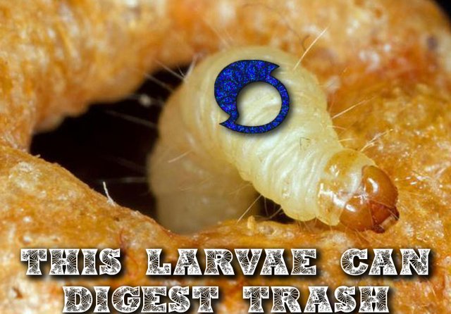 larvae.jpg